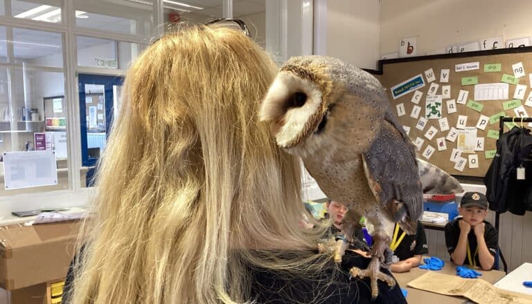 Meeting a barn owl