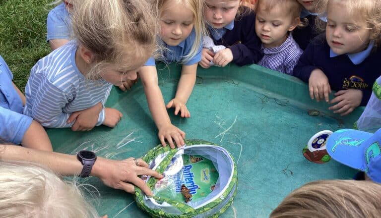 Butterflies and quails